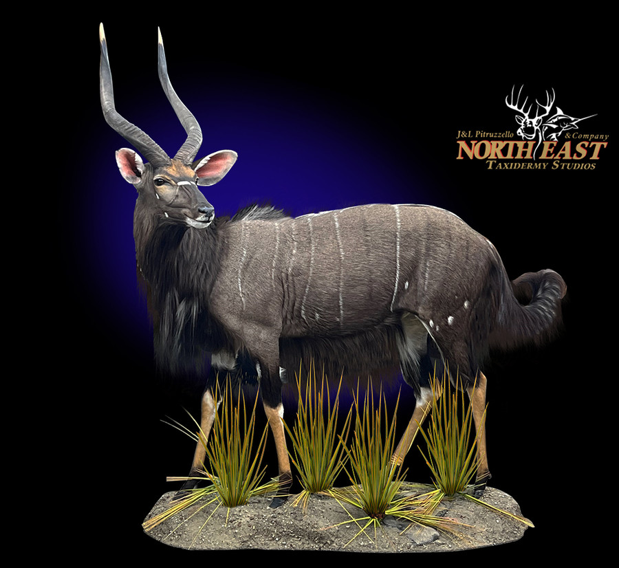 Nyala Mounts.