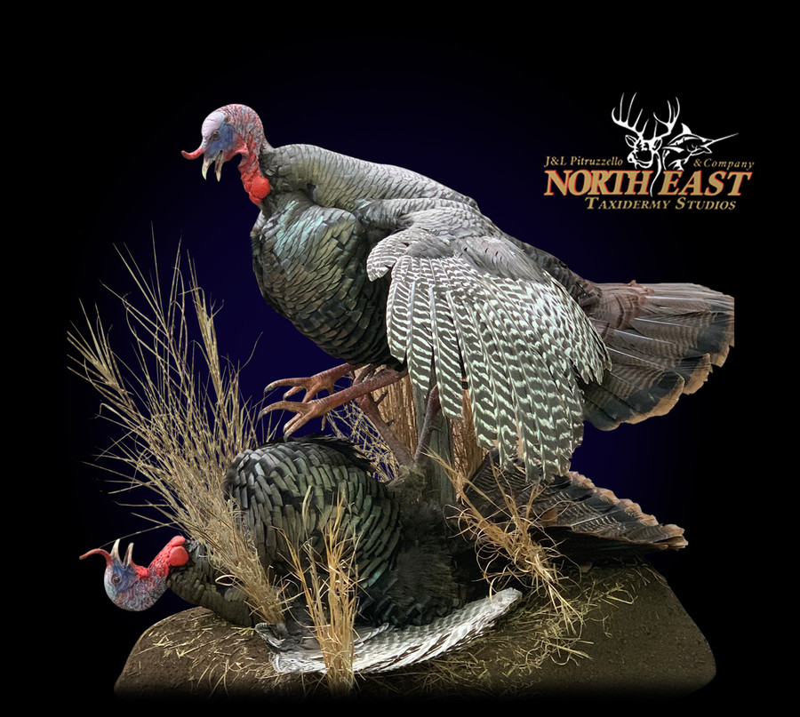 Turkey Mounts.