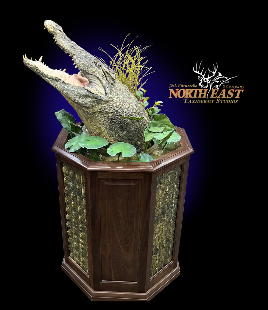 Crocodile Pedestal Mounts.