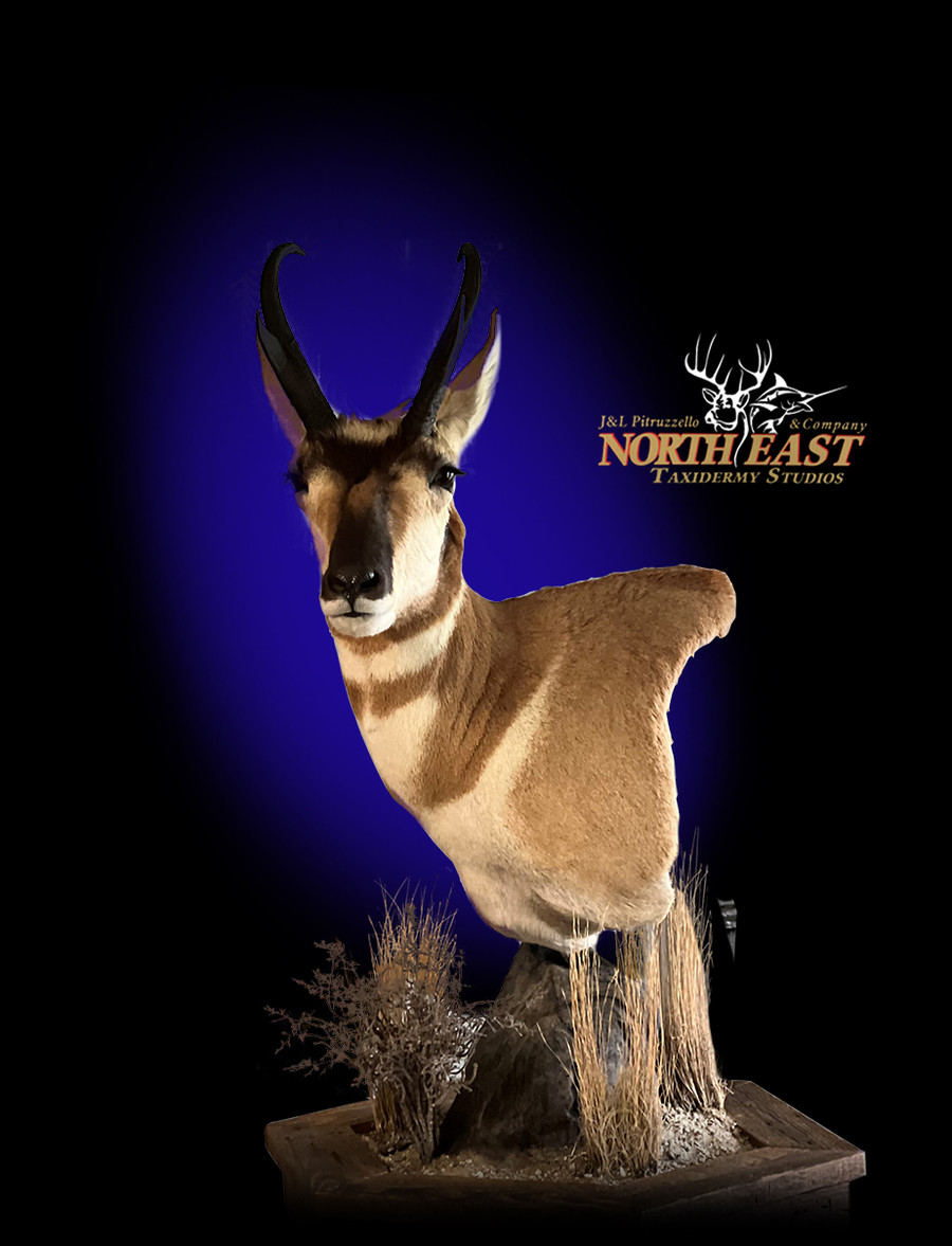 Prong Horn Antelope Pedestal Mounts.
