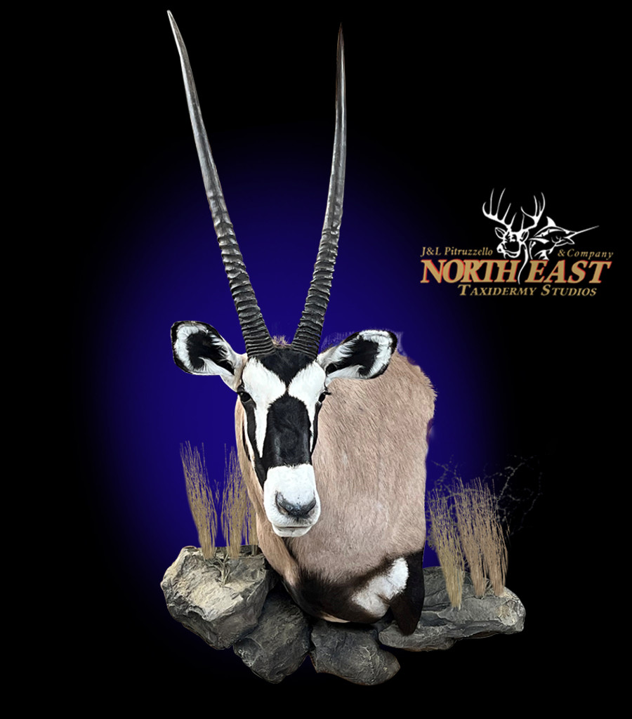 Gemsbock Wall Pedestal with Habitat Mounts.