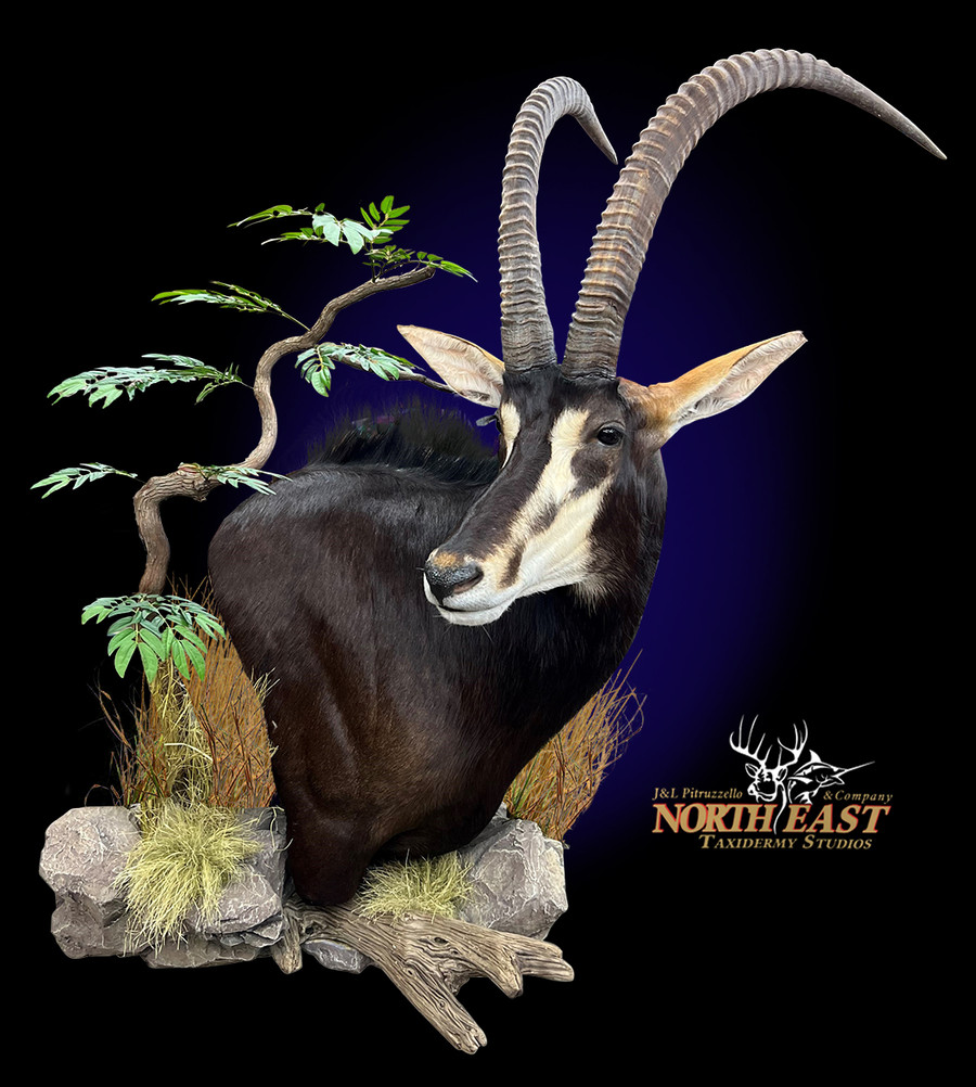 Sable Wall Pedestal Mounts.
