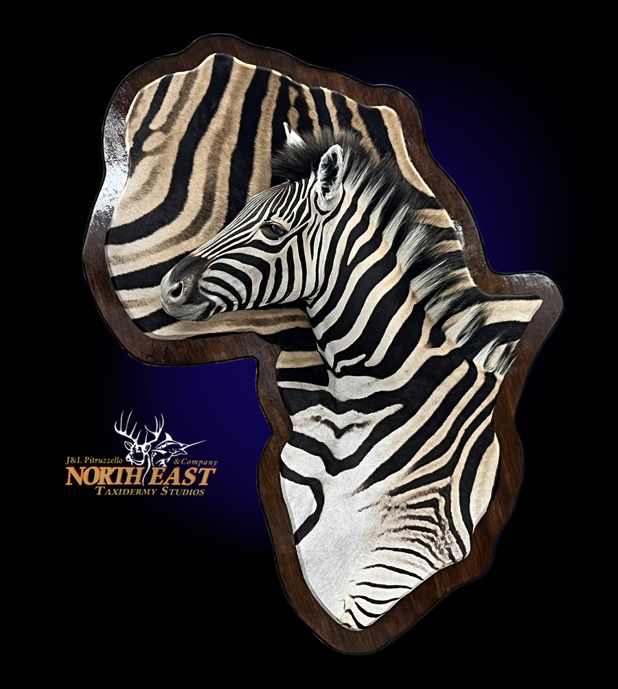Zebra Wall Mount African Map Mounts.