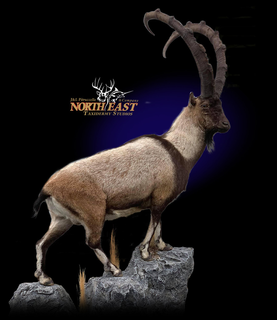 Bezoar Ibex Mounts.