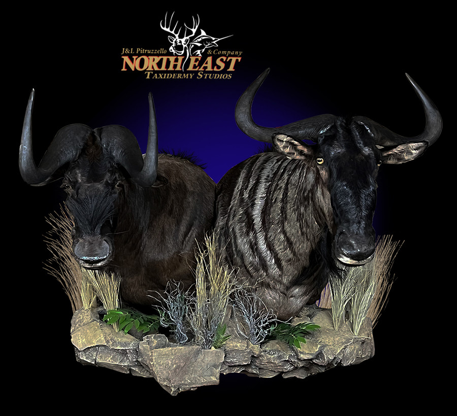 Black Wildebeest and Blue Wildebeest Mounts.