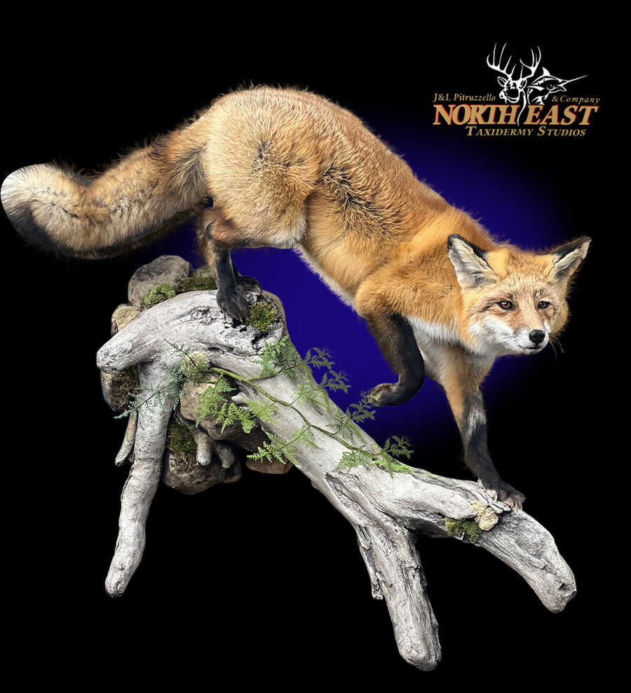 Red Fox Mounts.