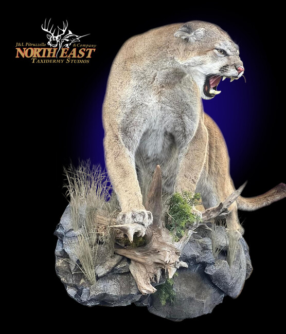 Mountain Lion