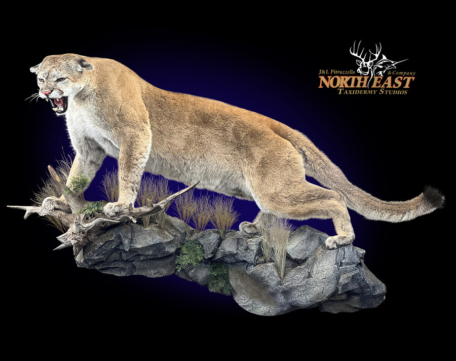 Lifesize Mountain Lion Mounts.