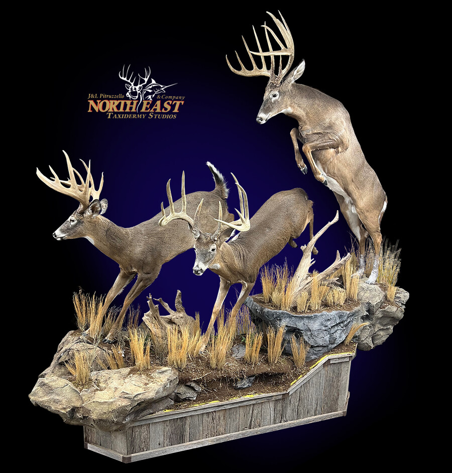 Lifesize Whitetail Deer Mounts.