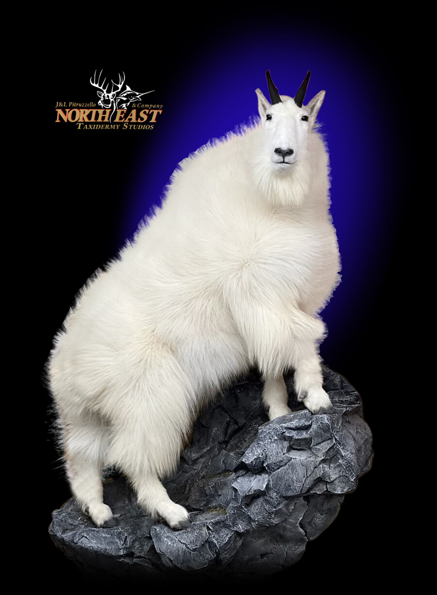 Mountain Goat Mounts.