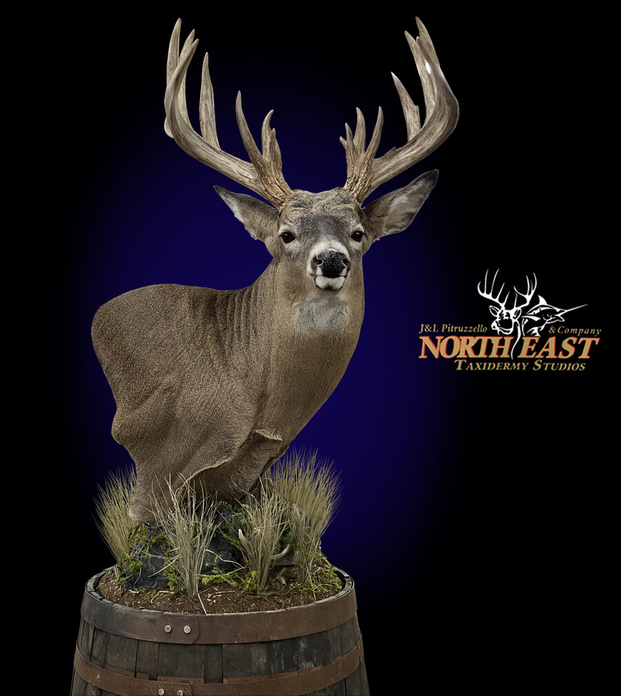 Whitetail Deer Pedestal Mounts.