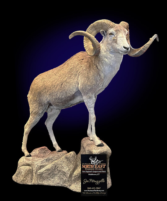 Argali Sheep