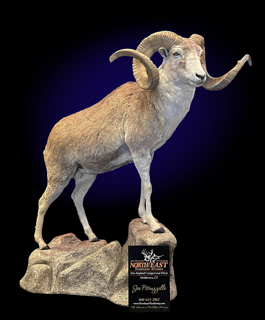 Argali Sheep Mounts.