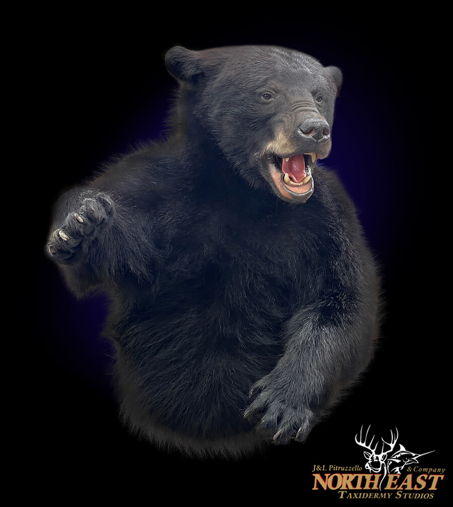 Black Bear Mounts.