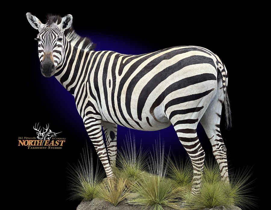 Full Body Zebra Mounts.