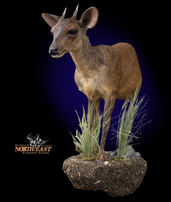 Brocket Deer Half Body