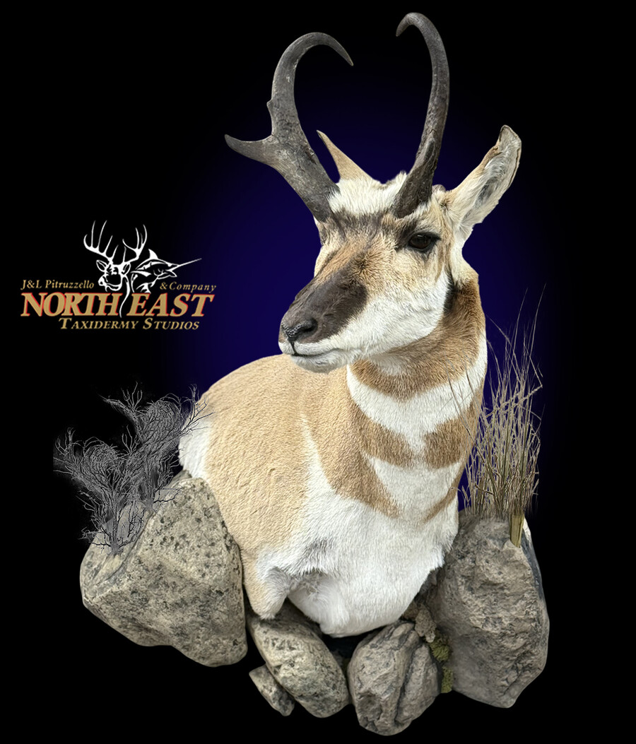 Pronghorn Antelope Wall Pedestal Mounts.