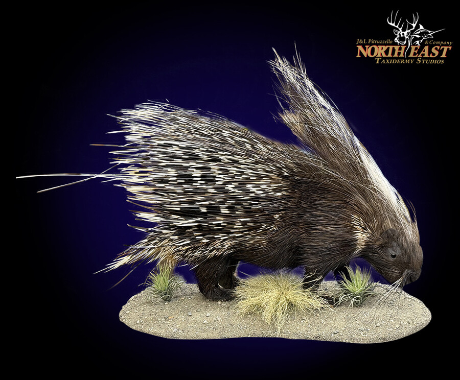 African Porcupine Mounts.