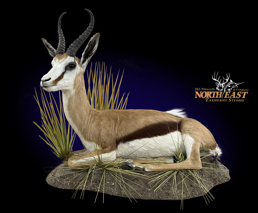 Springbok Mounts.