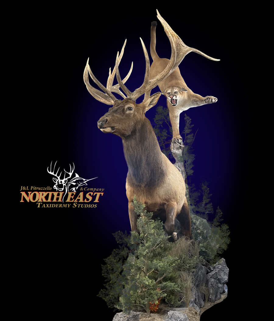 Mountain Lion Attacking Elk Mounts.