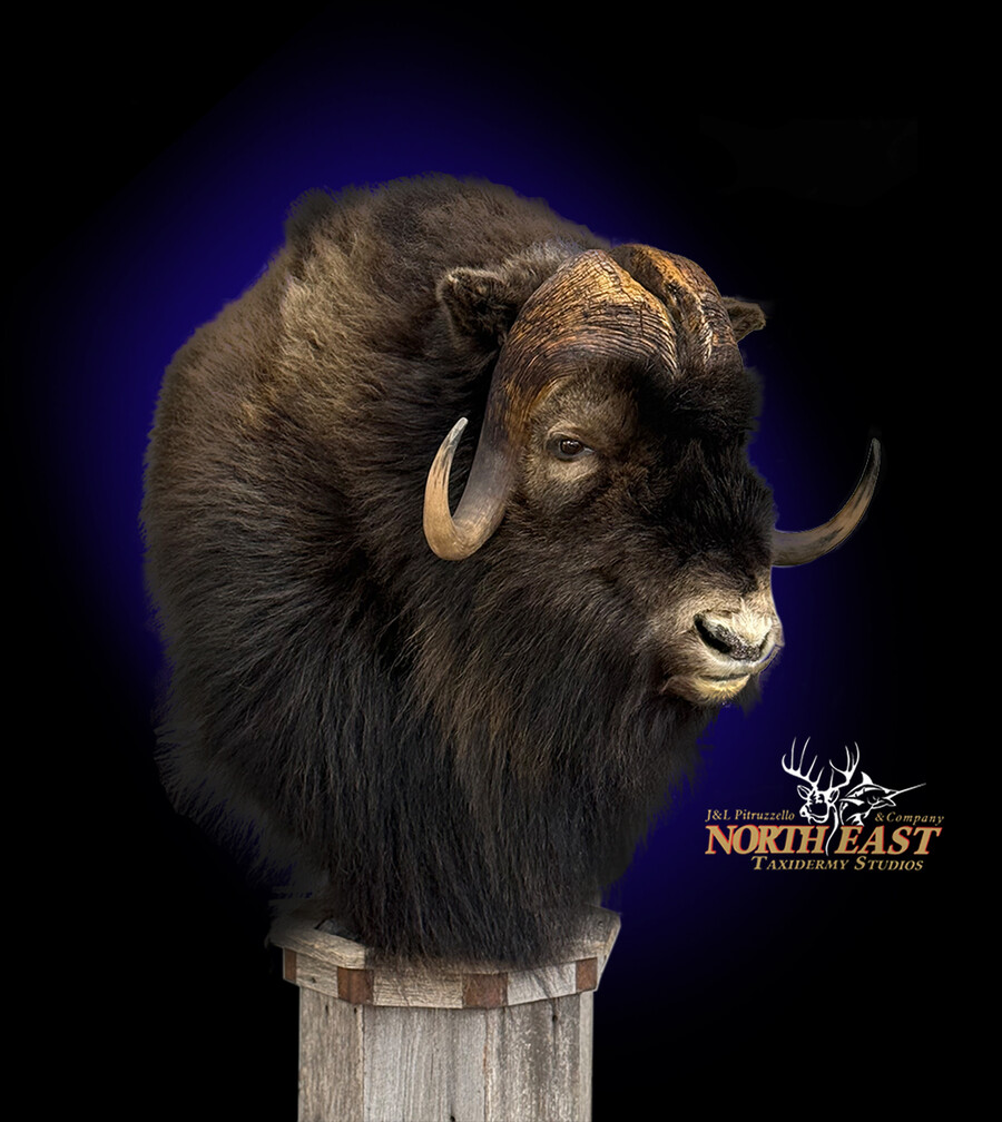 Musk Ox Mounts.