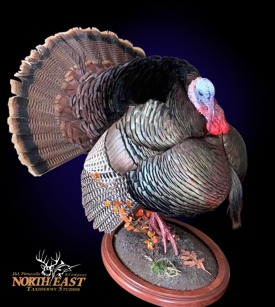 Turkey Mounts.