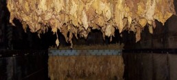 Wholesale Tobacco