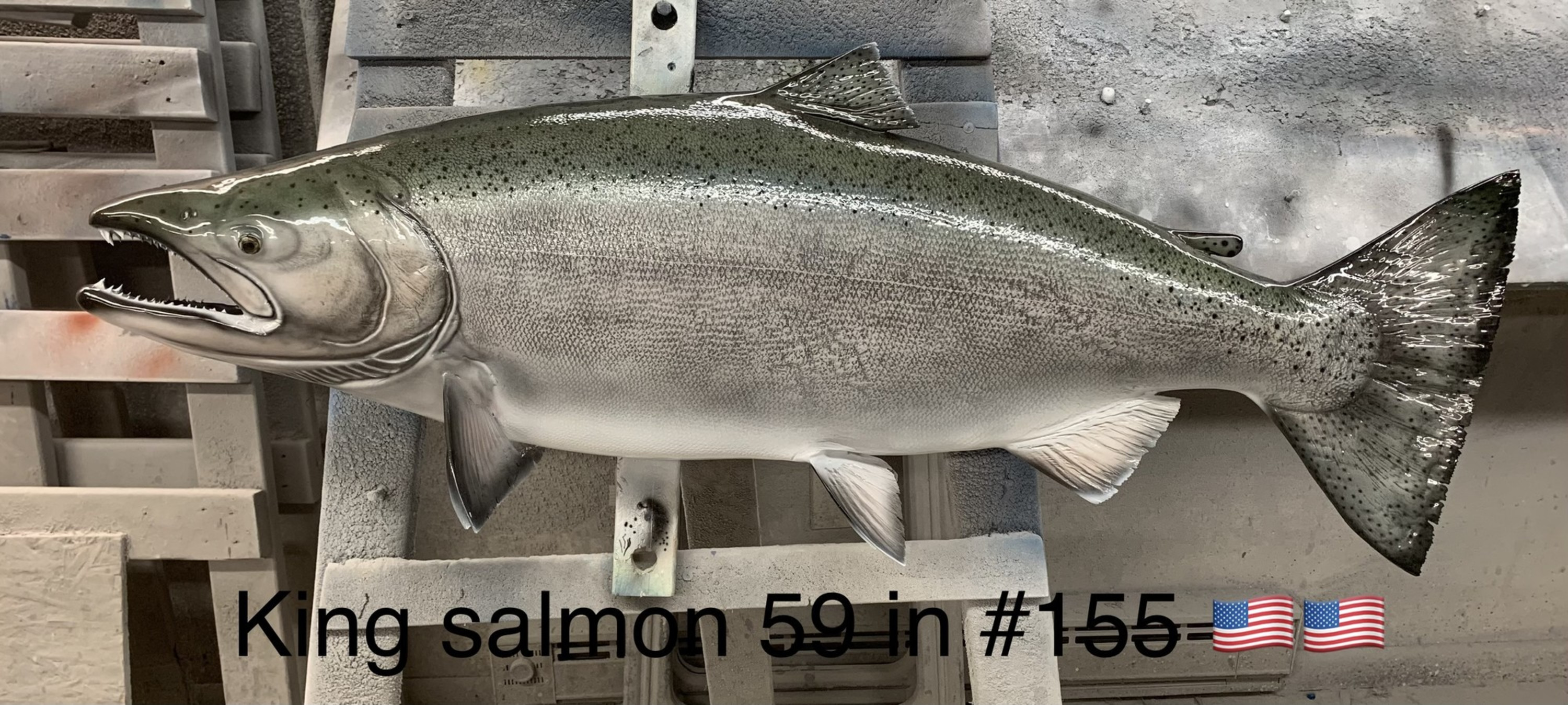 Chum Salmon Fish Mounts & Replicas by Coast-to-Coast Fish Mounts