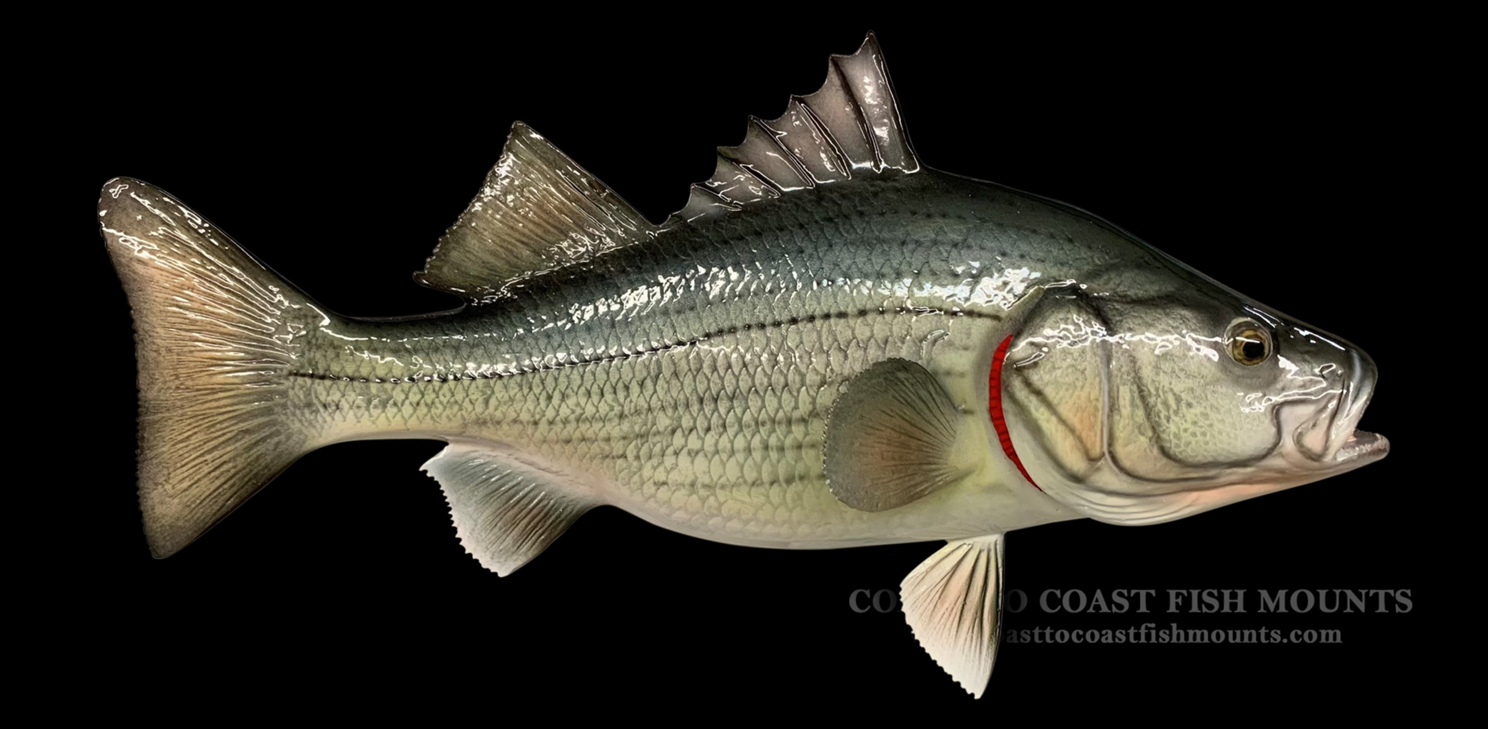 White Perch Fish Mounts & Replicas by Coast-to-Coast Fish Mounts