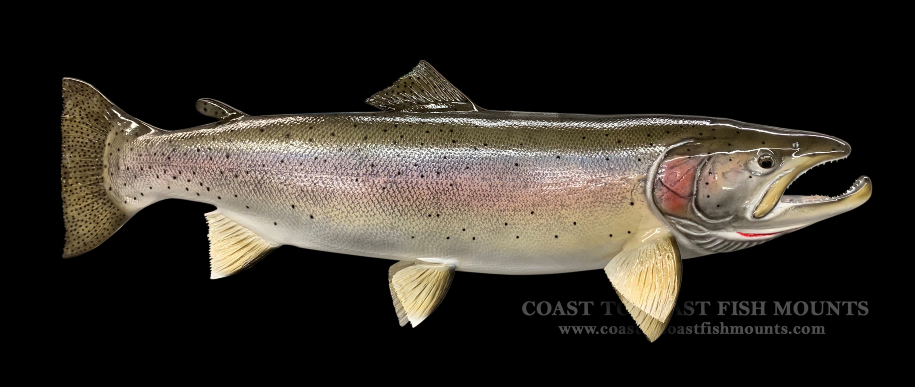 Cutthroat Trout Fish Mounts & Replicas by Coast-to-Coast Fish Mounts