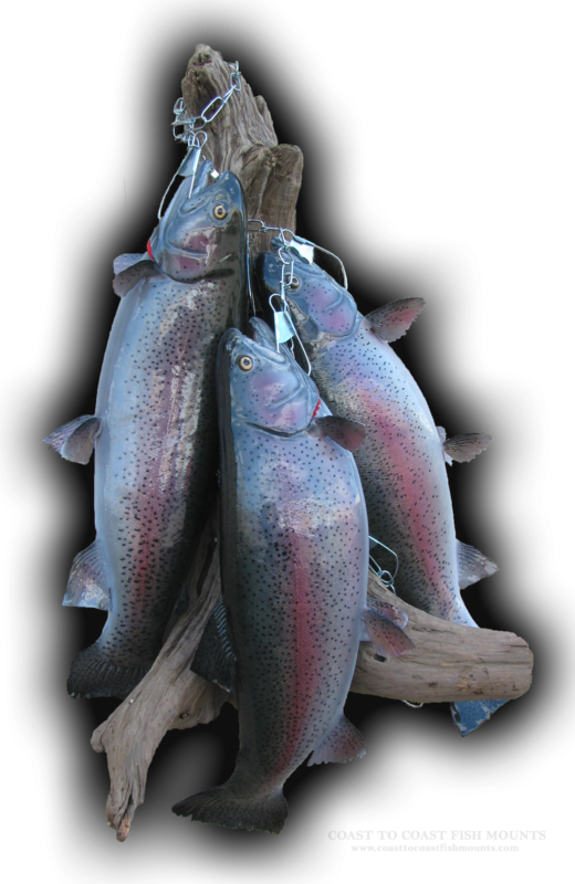 Rainbow Trout Stringer Fish Mount Replica