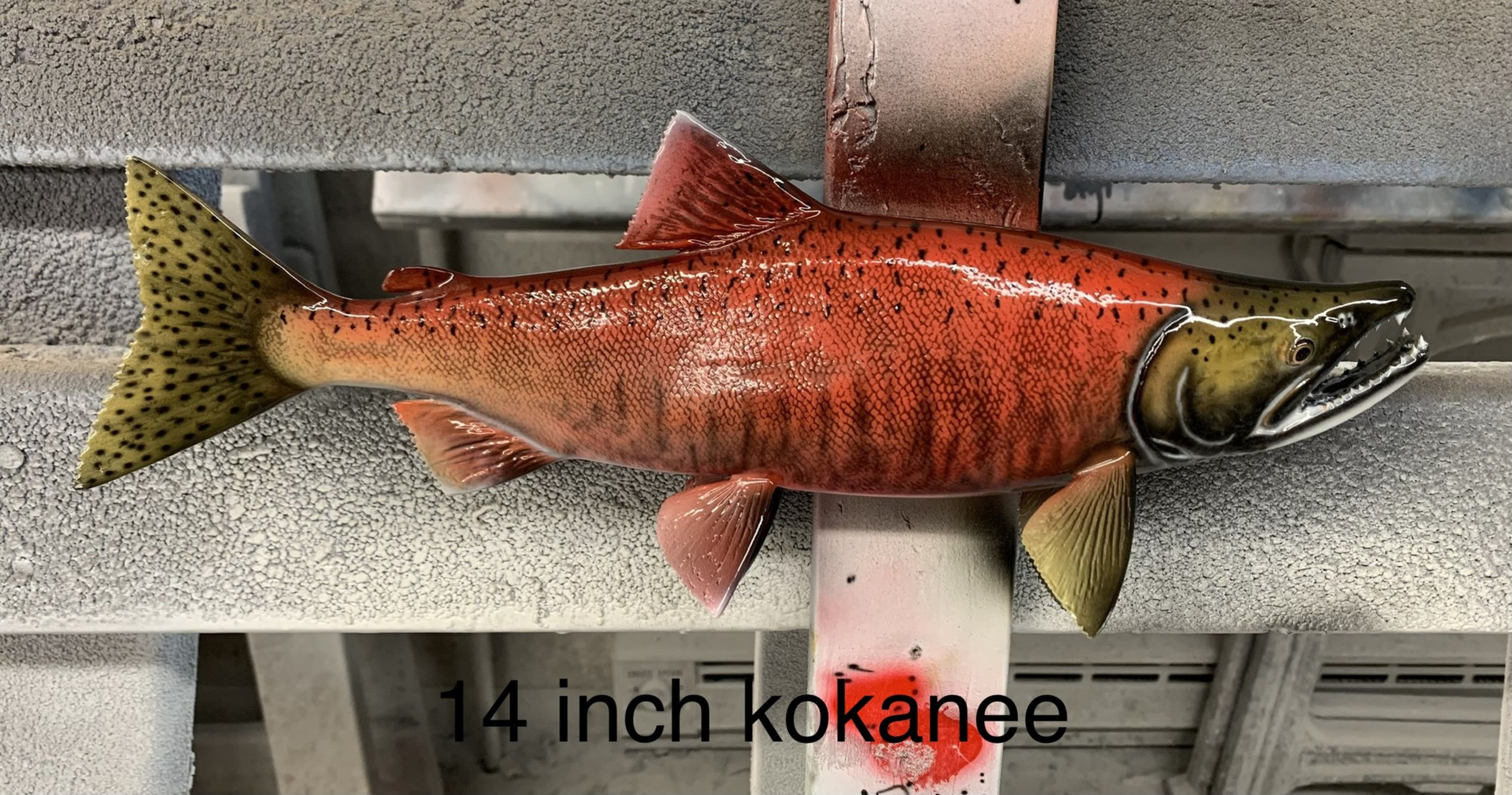 Kokanee Salmon Fish Mounts & Replicas by Coast-to-Coast Fish Mounts