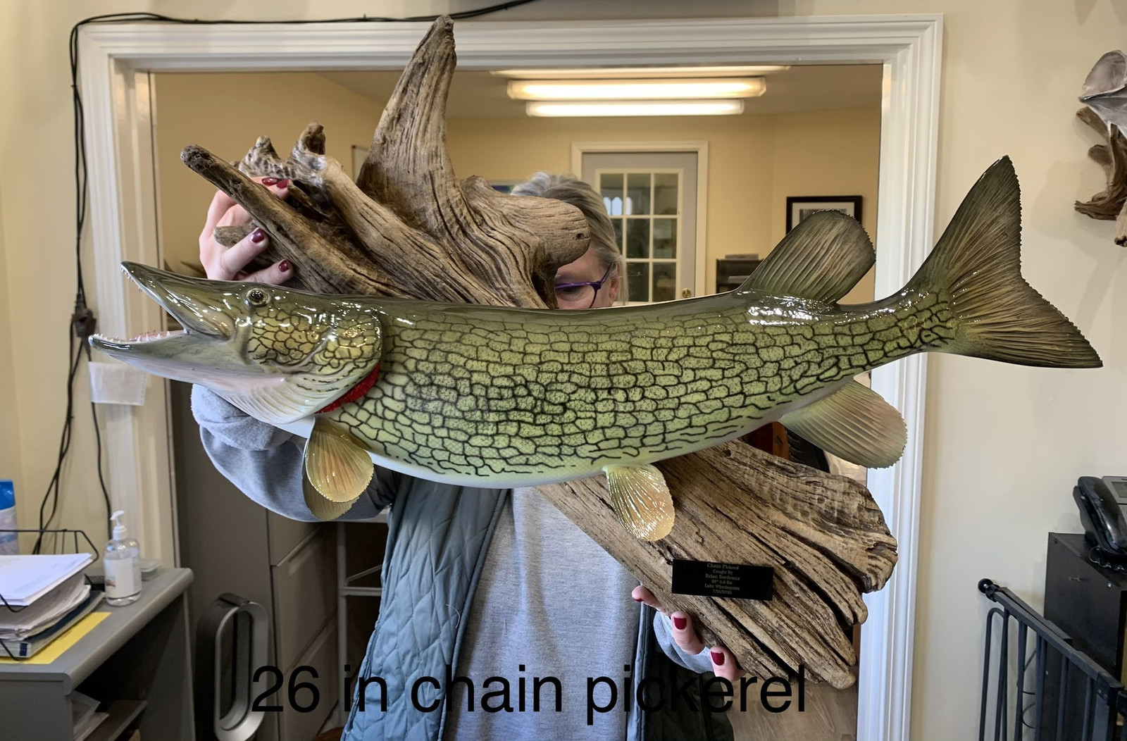 26 Chain Pickerel Fish Mount Replica