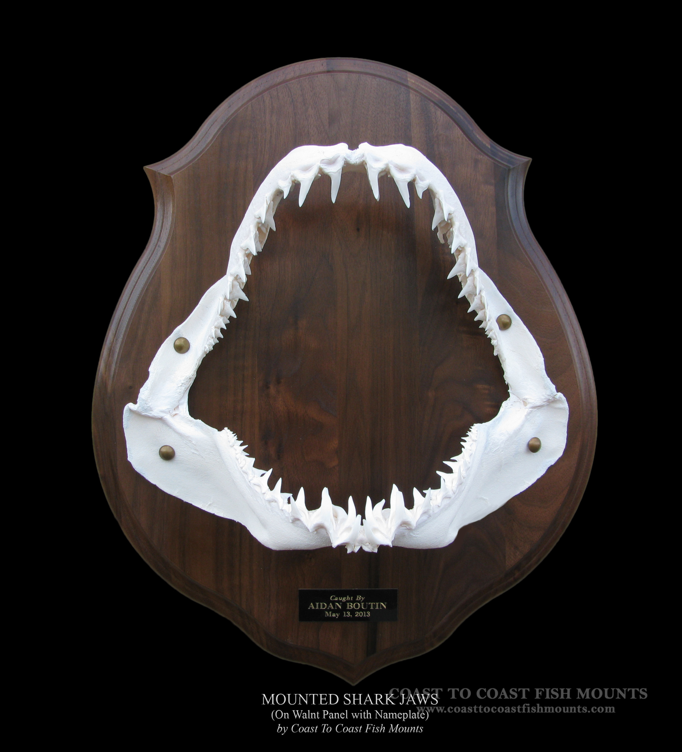 Tail, Jaw &amp; Bill Mounts Fish Mounts &amp; Replicas by Coast-to-Coast 