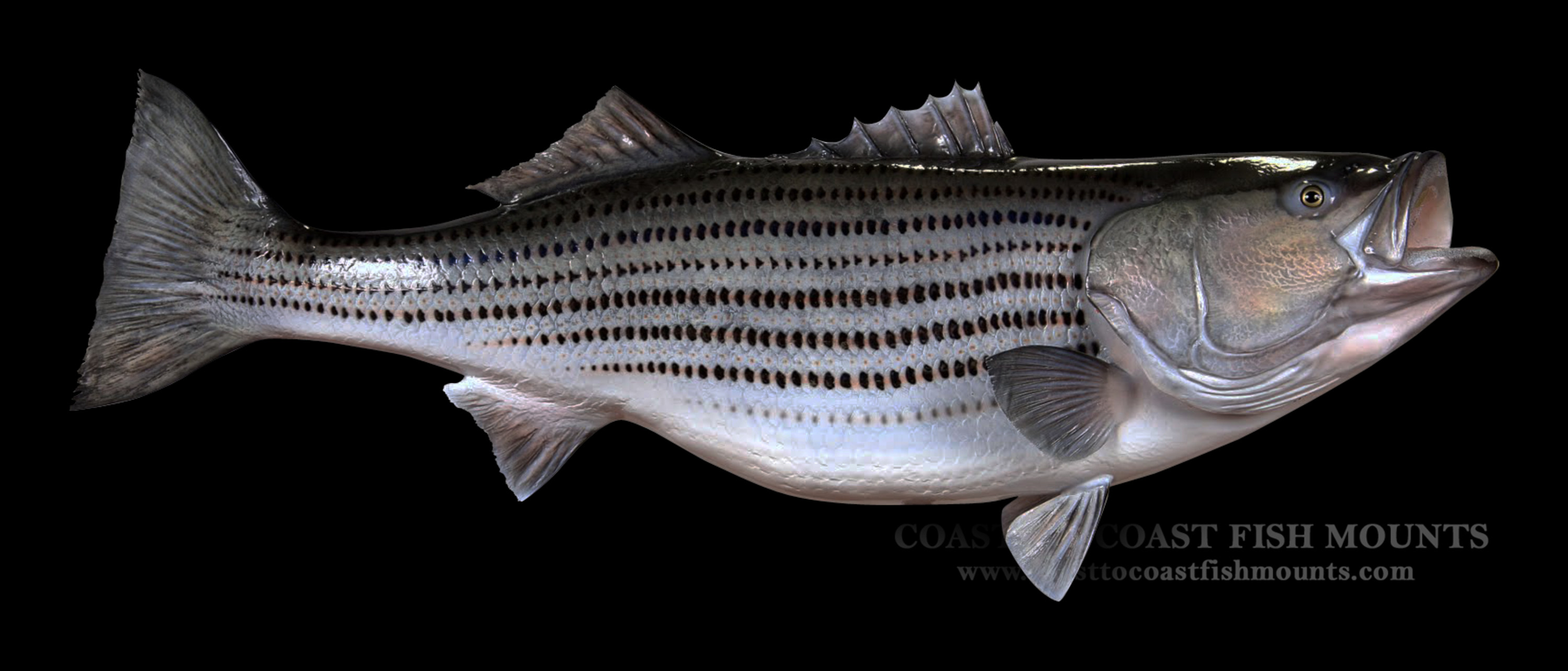 Striped Bass Fish Mounts & Replicas by Coast-to-Coast Fish Mounts