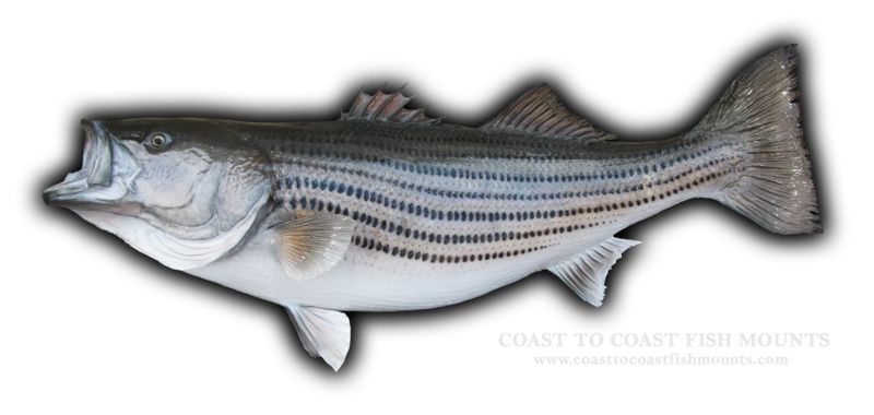 RI State Record Striped Bass (Skin Mount) - Largest Known Skin Mounted Striped  Bass in the World! 77 lbs, 4 oz
