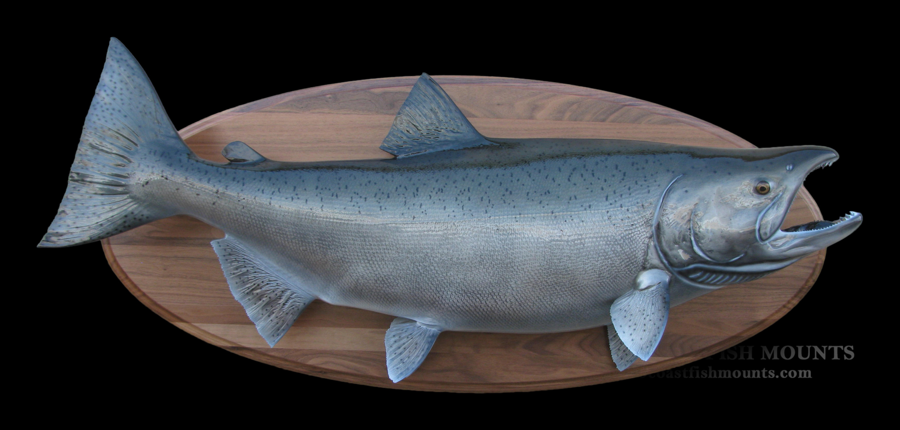 Details about   40" King Salmon Two Sided Fish Mount Replica 10 Business Day Production Time 
