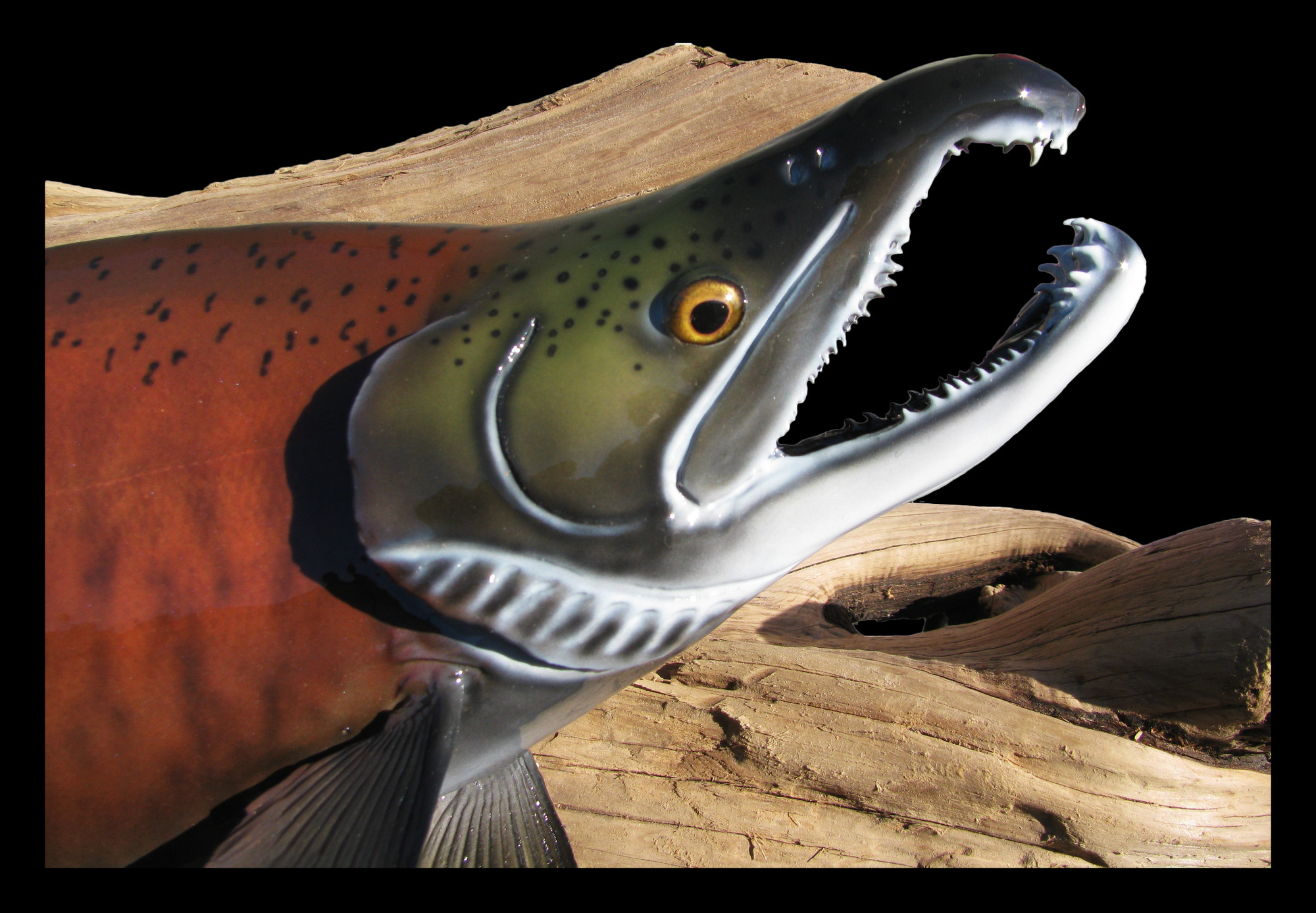 NEW! KastKing KOKANEE SALMON FISHING RODS - Fishing for Colorado Kokanee  Salmon 