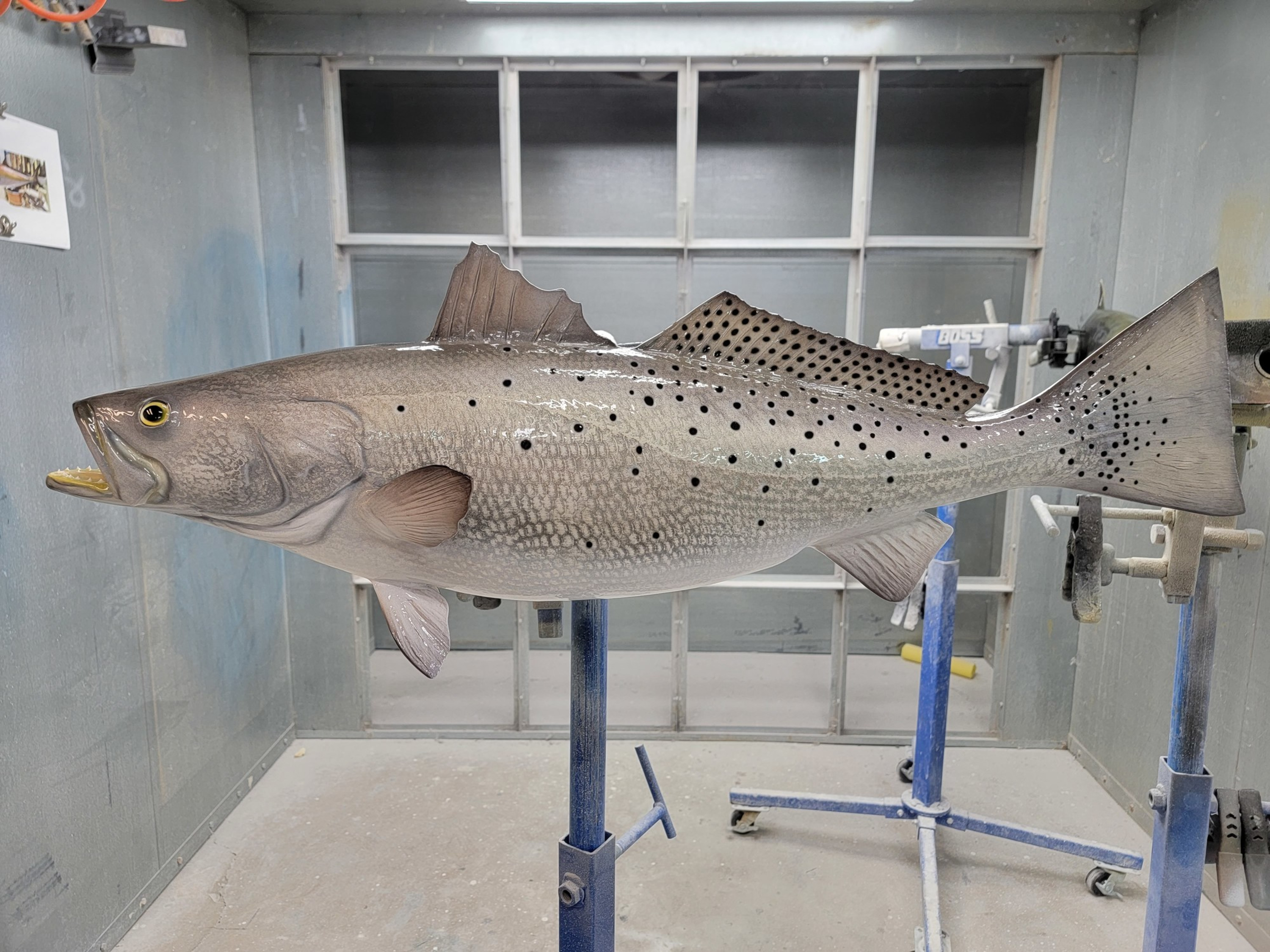 Speckled Trout (Sea Trout) Fish Mounts & Replicas by Coast-to