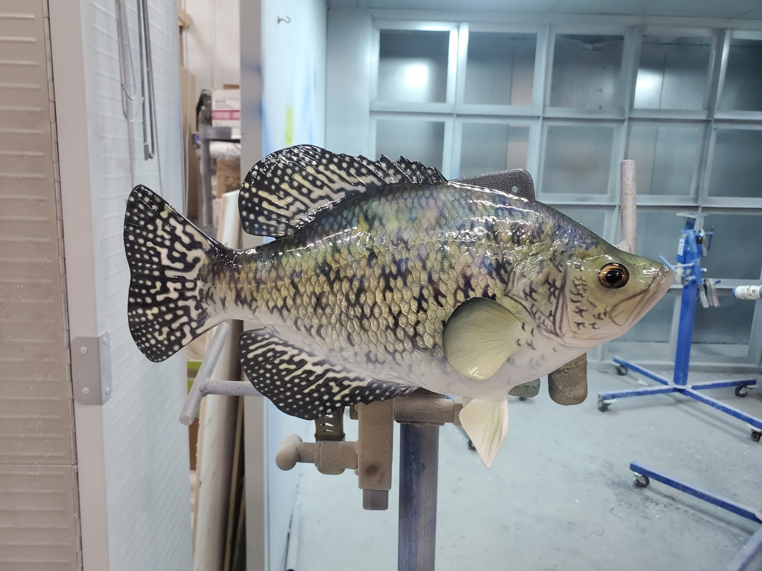 Calico (Crappie) Bass Fish Mounts & Replicas by Coast-to-Coast