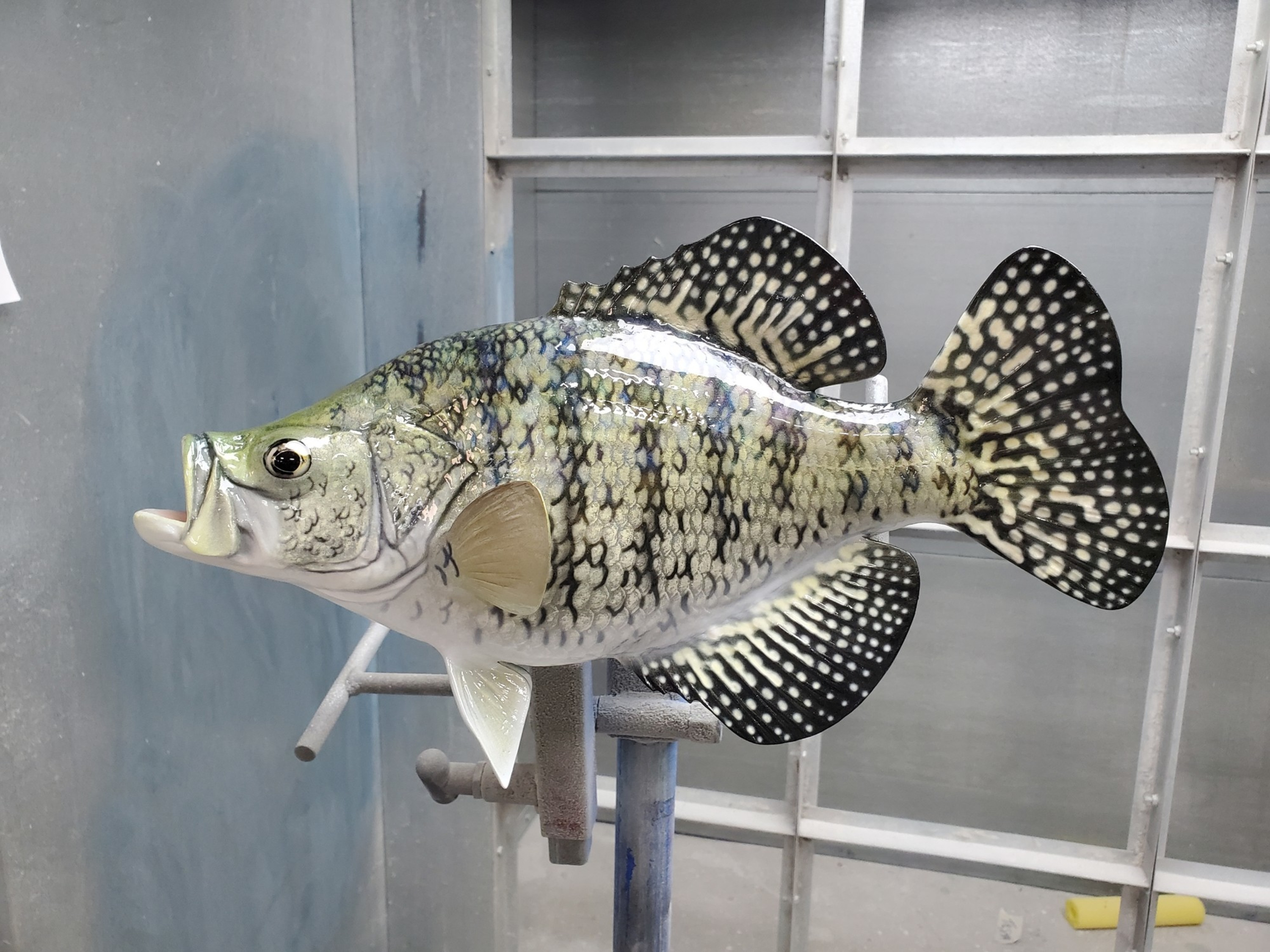 Calico (Crappie) Bass Fish Mounts & Replicas by Coast-to-Coast Fish Mounts