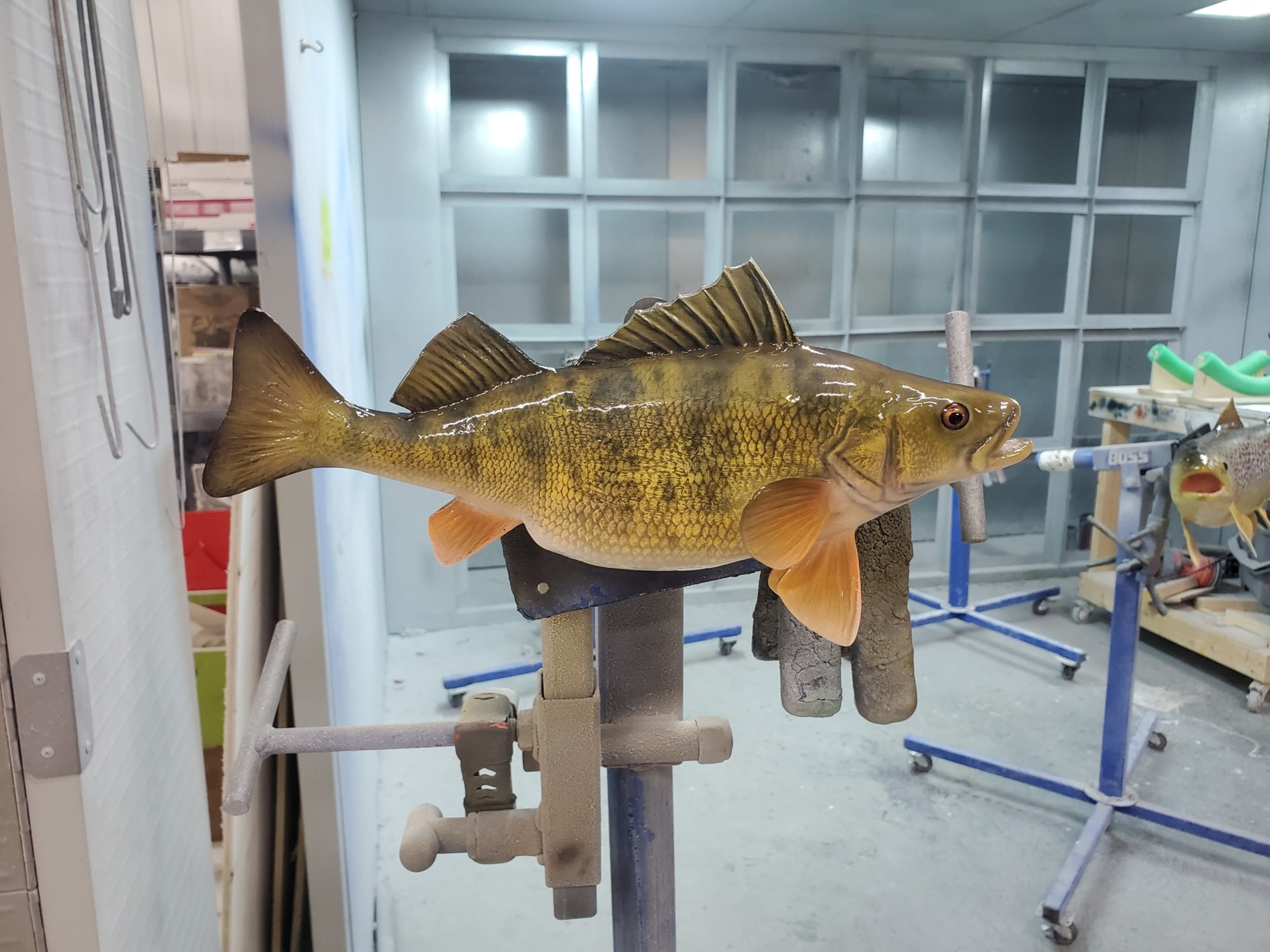 Yellow Perch Fish Mounts & Replicas by Coast-to-Coast Fish Mounts