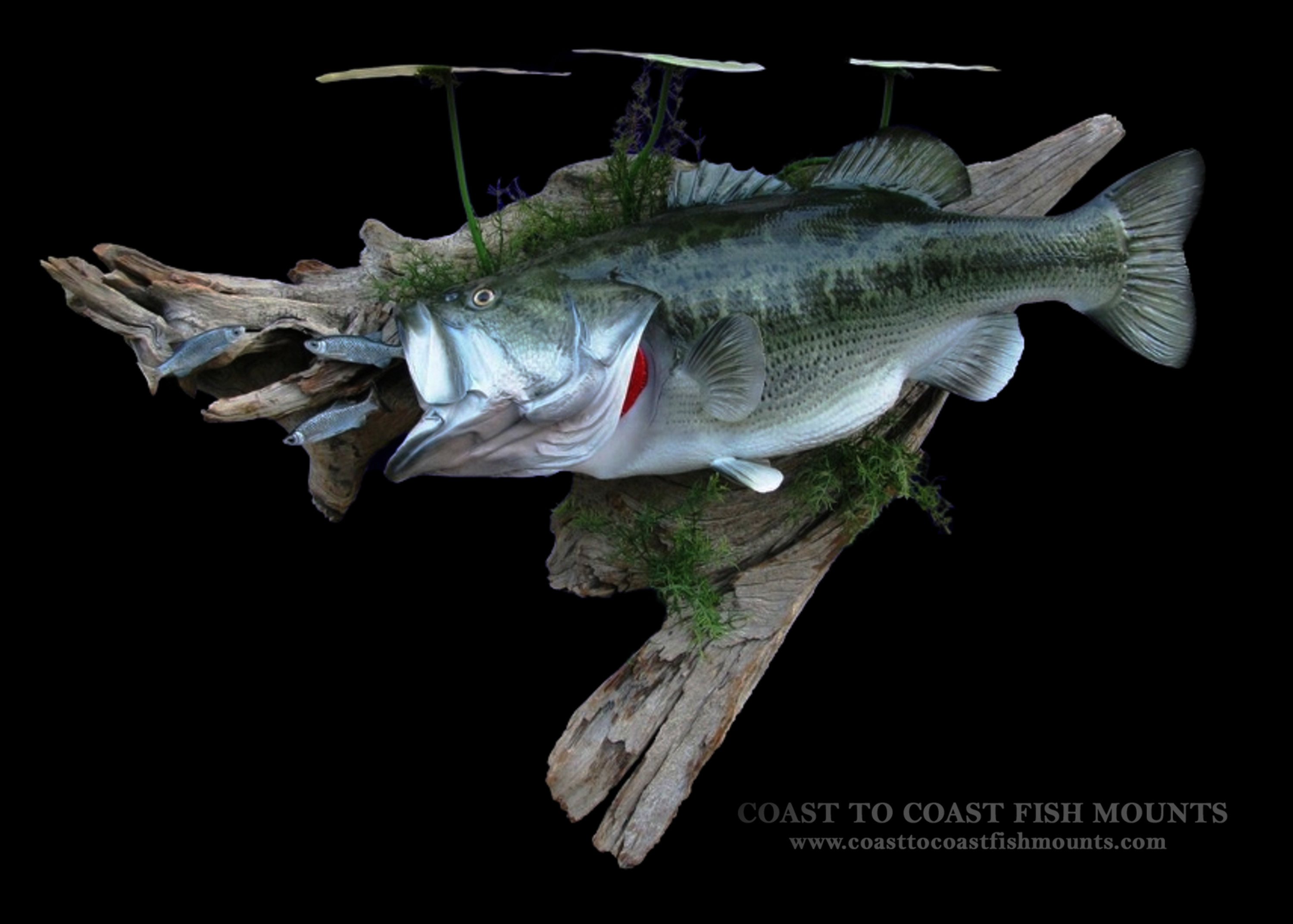 Largemouth Bass Fish Mounts & Replicas by Coast-to-Coast Fish Mounts