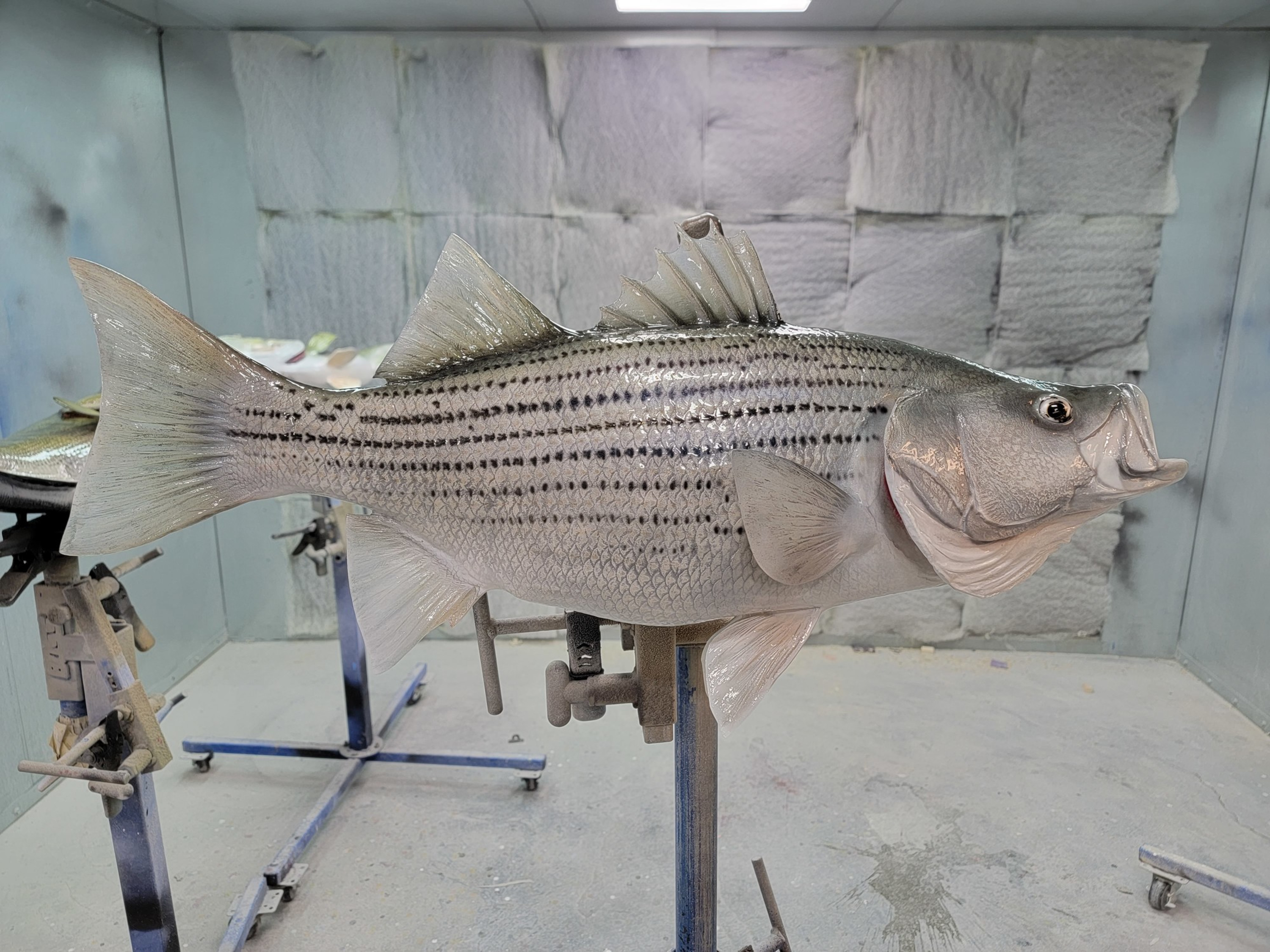 Hybrid Striped Bass Fish Mounts & Replicas by Coast-to-Coast Fish Mounts