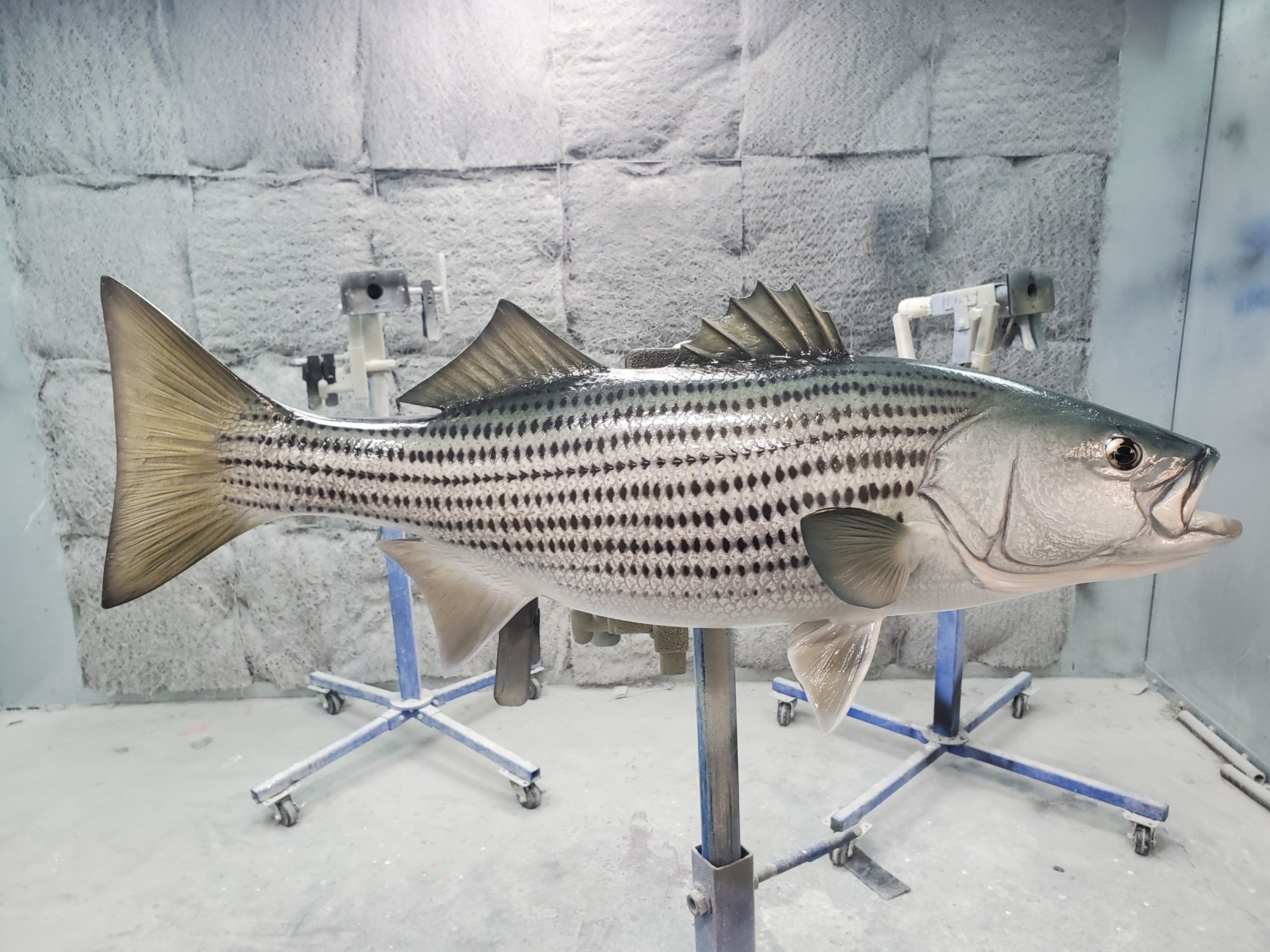 Striped Bass Fish Mounts & Replicas by Coast-to-Coast Fish Mounts