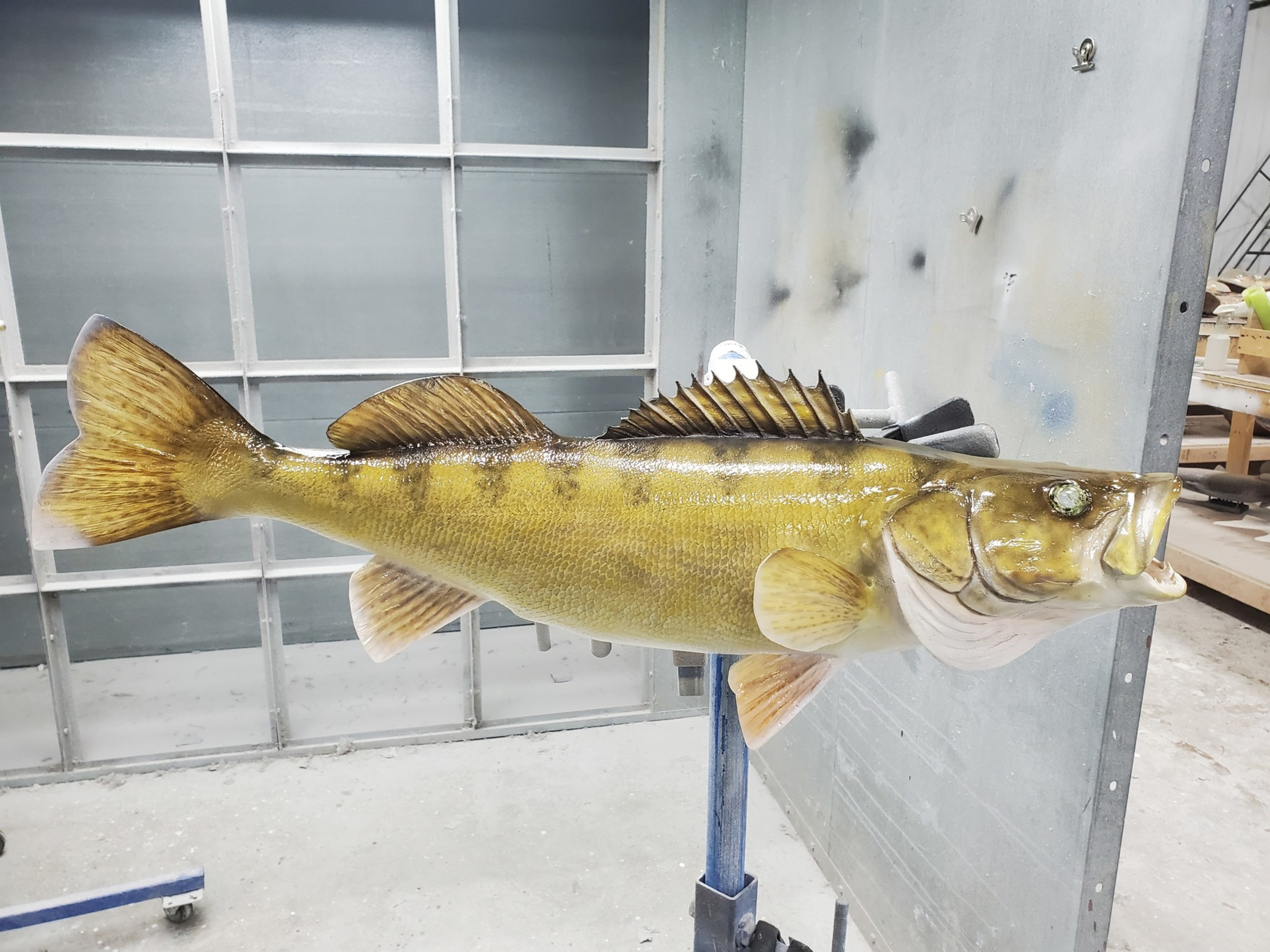 Walleye Fish Mounts & Replicas by Coast-to-Coast Fish Mounts