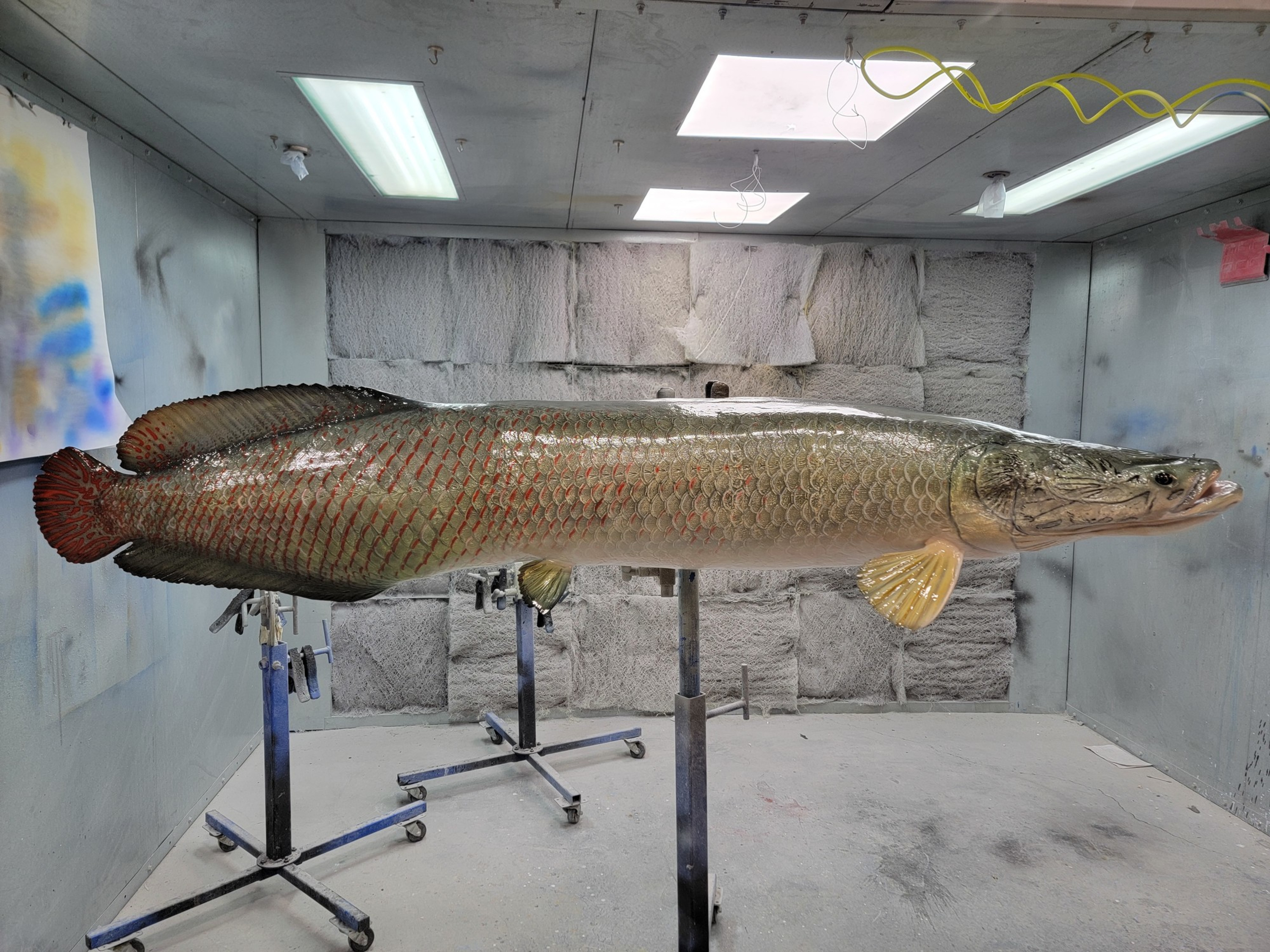 Arapaima Fish Mounts & Replicas by Coast-to-Coast Fish Mounts