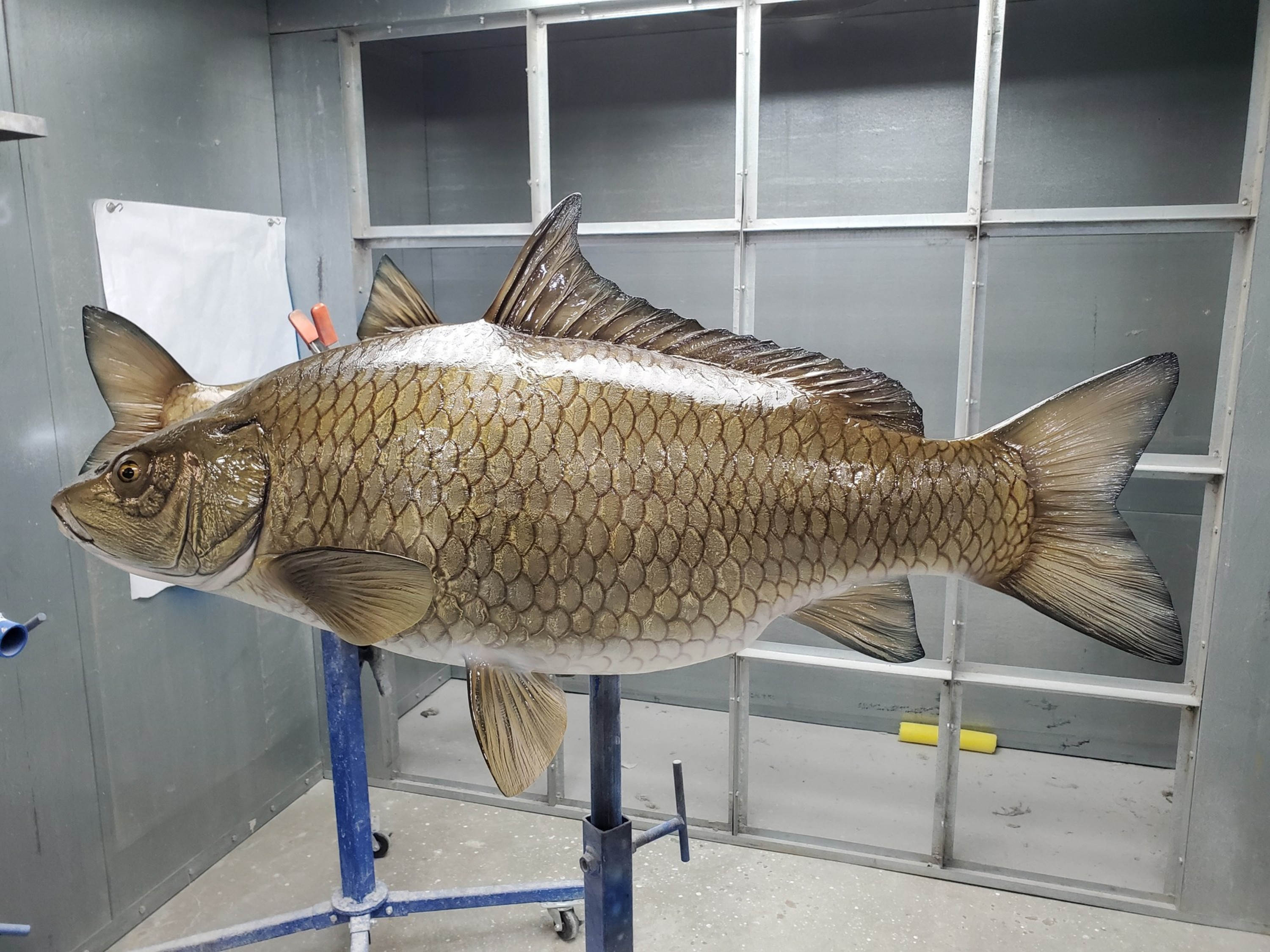 Karpfen (Karpfen) FischpräparateKarpfen (Karpfen) Fischpräparate  