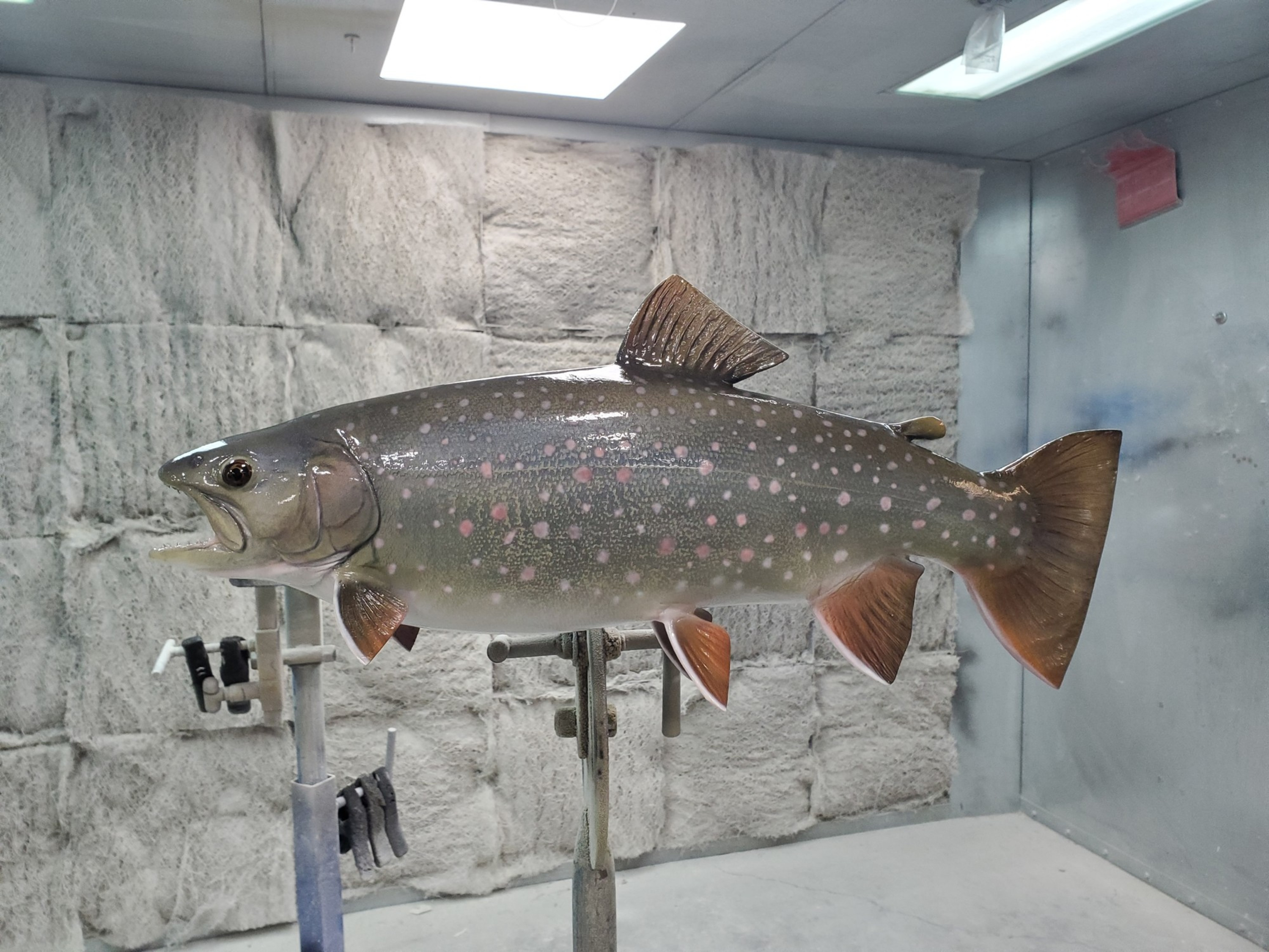 Dolly Varden Fish Mounts & Replicas by Coast-to-Coast Fish