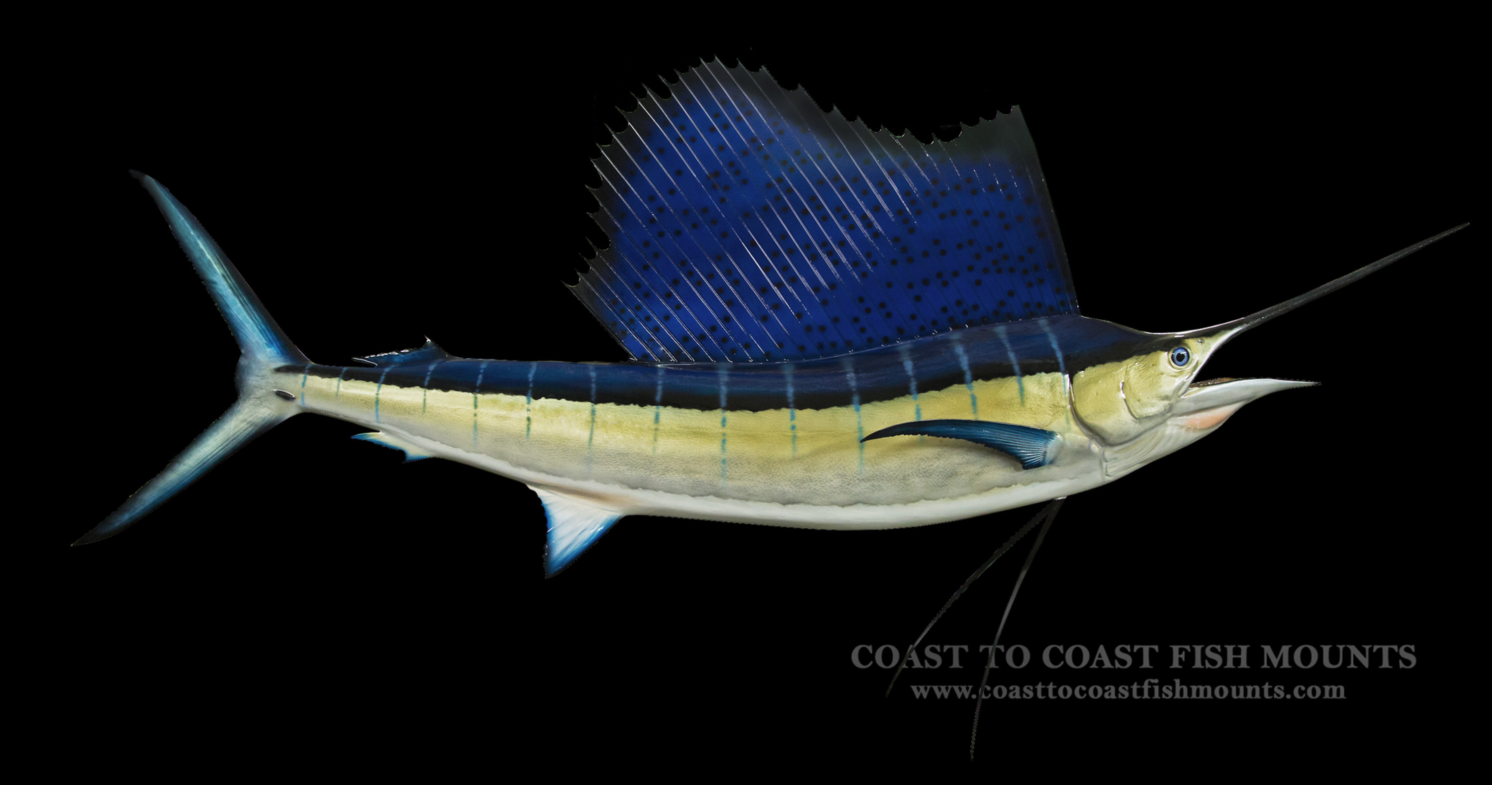Sailfish Fish Mounts & Replicas by Coast-to-Coast Fish Mounts
